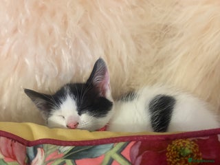 Mixed Breed cats Beautiful kitten - Advert 1