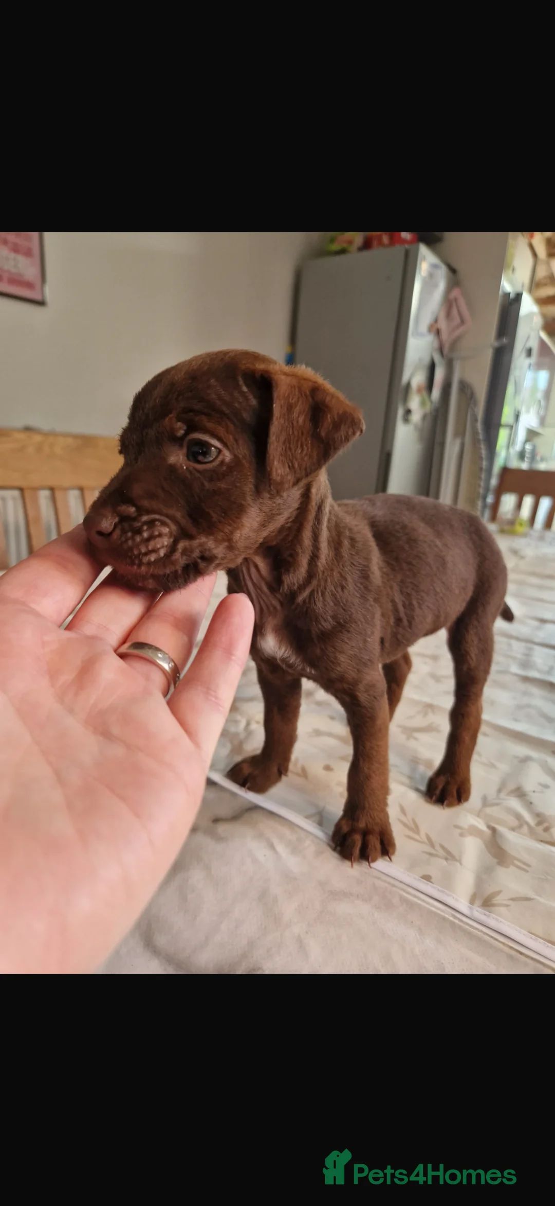 Patterdale Terrier dogs for sale: Patterdale bitch  - Advert 6