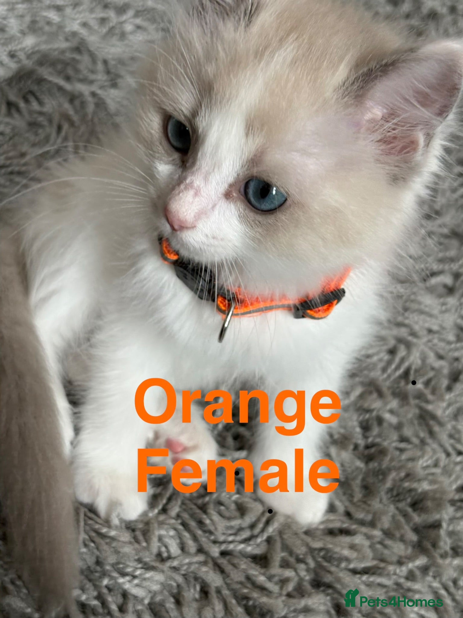 Ragdoll cats 💙 5 Pure Ragdoll Kittens Available For Sale 💙 - Advert 2