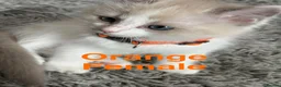 Ragdoll cats for sale: 💙 5 Pure Ragdoll Kittens Available For Sale 💙 - Advert 2