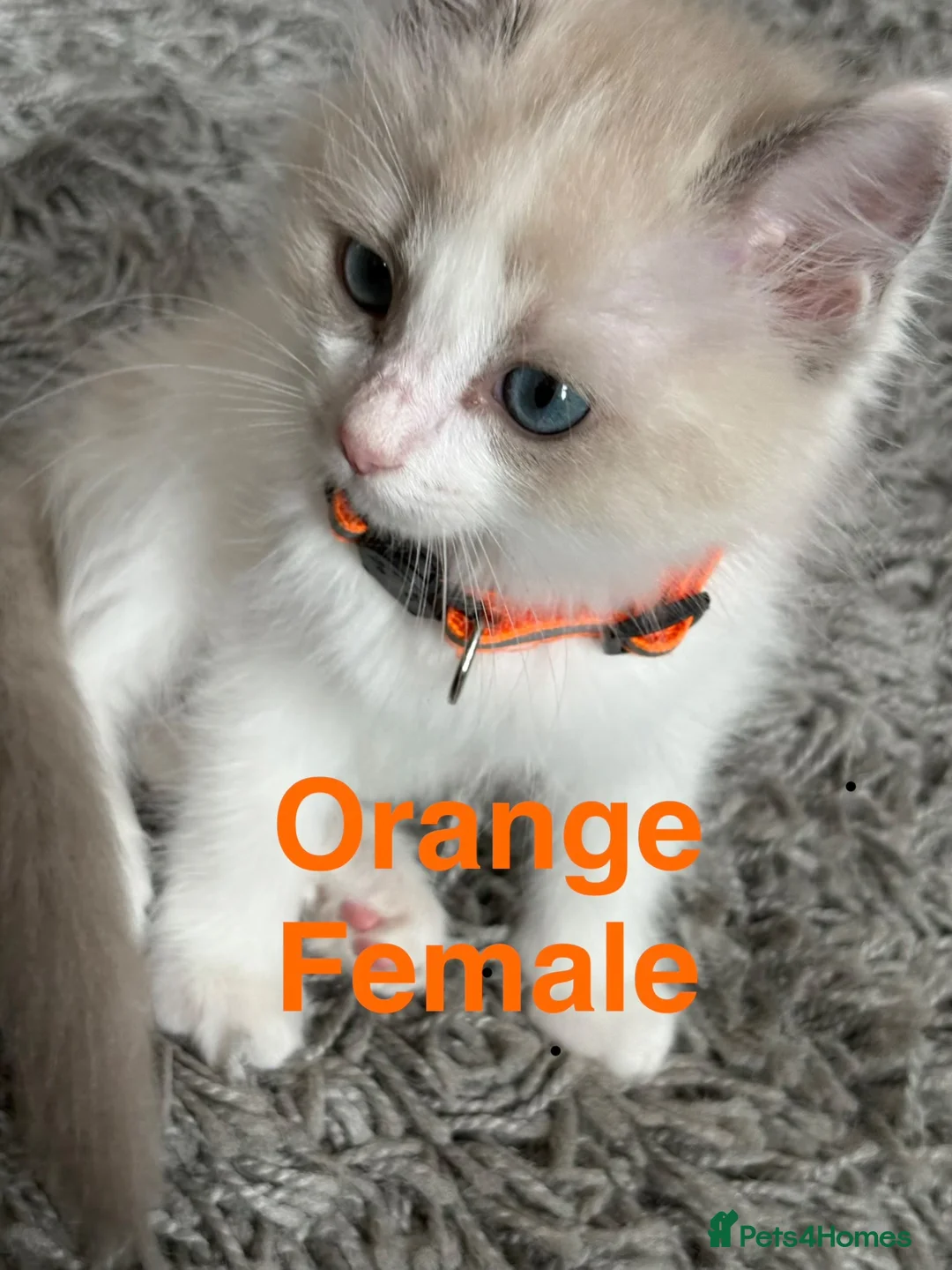 Ragdoll cats for sale: 💙 5 Pure Ragdoll Kittens Available For Sale 💙 - Advert 2