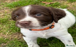 English Springer Spaniel dogs for sale: KC Registered Working Springer Spaniels  - Image 17