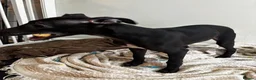 Whippet dogs for sale: KC registered whippet puppy  - Advert 11
