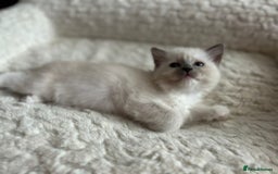 Ragdoll cats for sale: 5 Pure Ragdoll kittens - All Females -Pickup Ready - Image 24