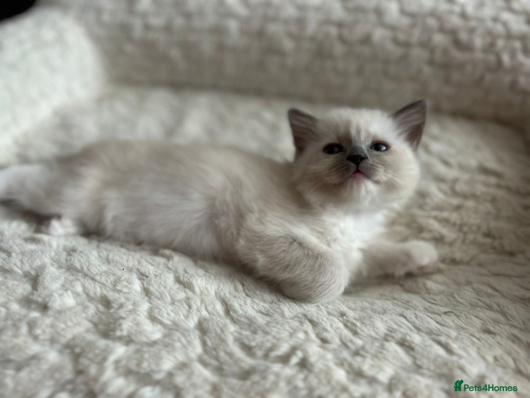 Ragdoll cats for sale: 5 Pure Ragdoll kittens - All Females -Pickup Ready - Image 24
