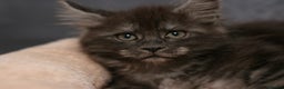 Maine Coon cats for sale: Mainecoon kittens TICA REGISTERED stunning - Advert 1