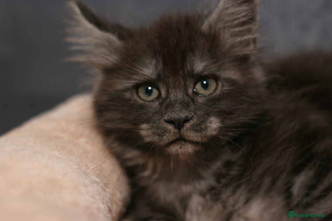 Maine Coon cats for sale: Mainecoon kittens TICA REGISTERED stunning - Advert 1