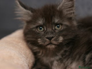 Maine Coon cats Mainecoon kittens TICA REGISTERED stunning - Advert 6