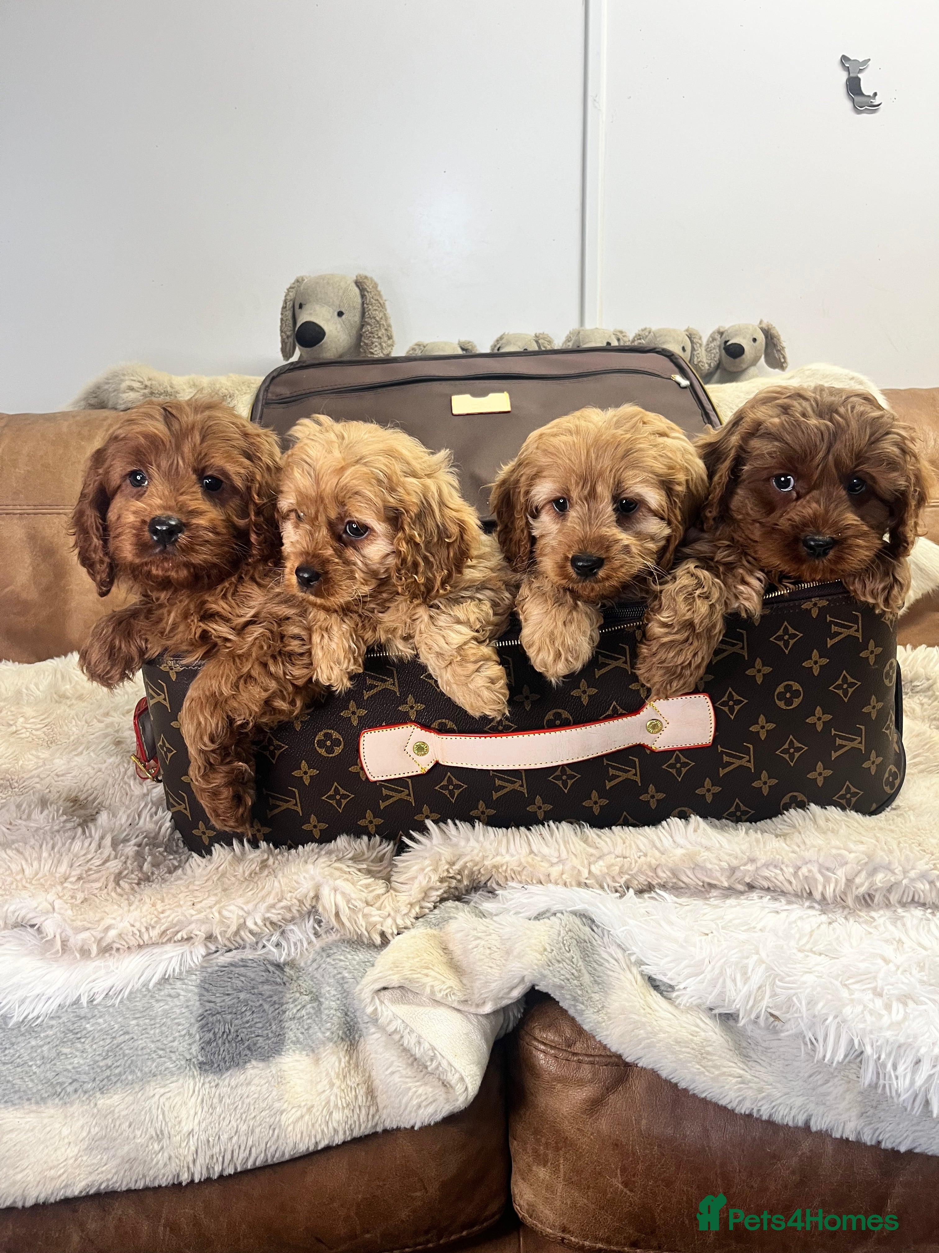 Cavapoo dogs stunningly stunning cavapoo health tested litter - Advert 2