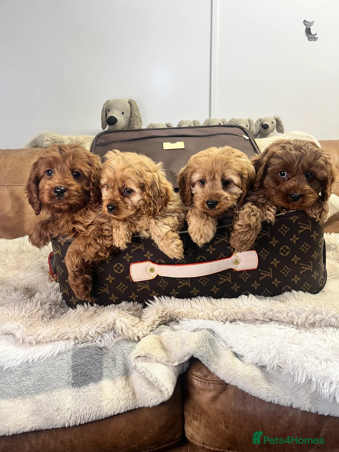 Cavapoo dogs for sale: stunningly stunning cavapoo health tested litter - Advert 1