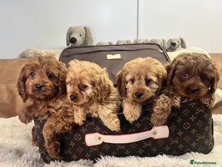 Cavapoo dogs stunningly stunning cavapoo health tested litter - Advert 2