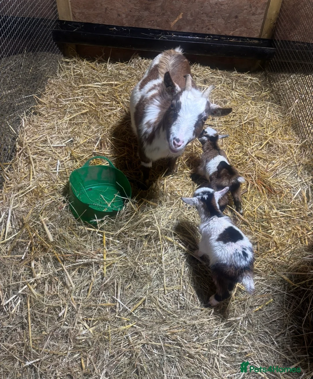 Goats livestock for sale: Gorgeous Pygmy Goat Kids Wethers and Nannies  - Advert 1