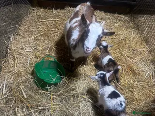 Goats livestock Gorgeous Pygmy Goat Kids Wethers and Nannies - Advert 11