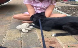 Mixed Breed dogs for adoption: 🍪Cookie🍪 for adoption, fostered in GLOUS - Image 6