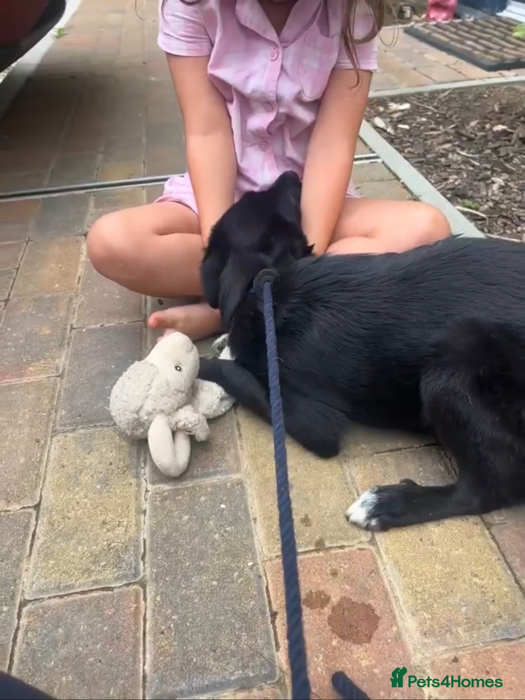 Mixed Breed dogs for adoption: 🍪Cookie🍪 for adoption, fostered in GLOUS - Image 6