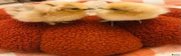Chickens poultry for sale: Silkie chicks hatching eggs NOW - Advert 9