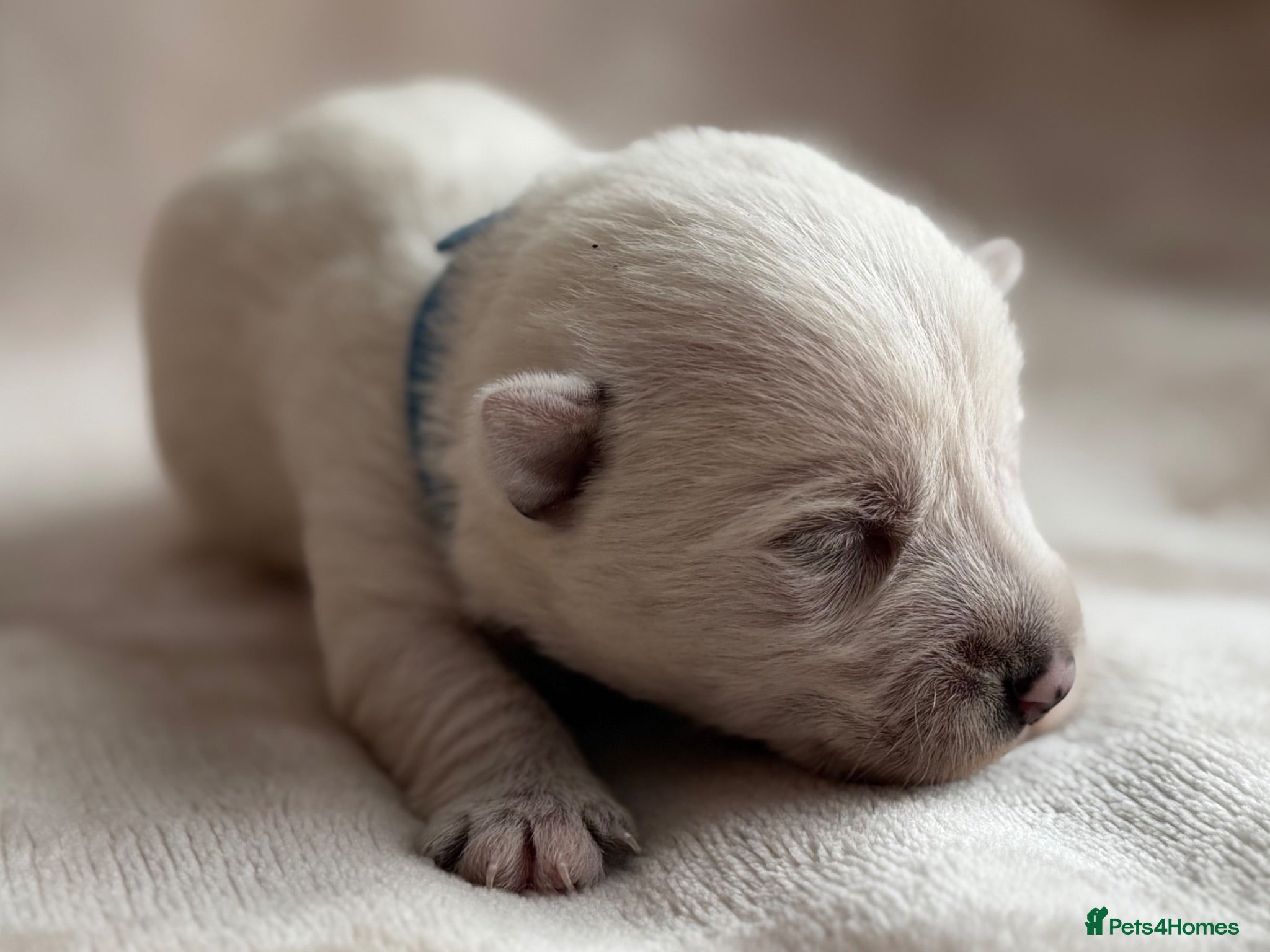 West Highland Terrier dogs West highland Terrier puppies for sale - Advert 1