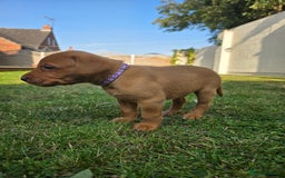 Labrador Retriever dogs for sale: KC Registered Fox Red Labrador Puppies - Image 4