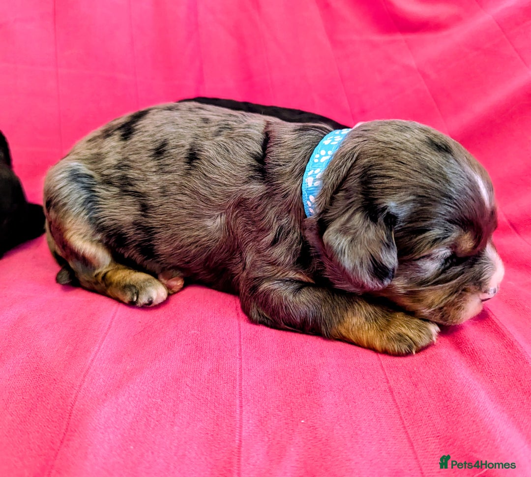 Cavapoo dogs for sale: Beautiful Phantom Merle and Phantom Cavapoos - Image 27
