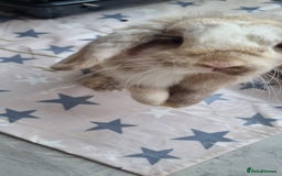 Mini Lop rabbits for sale: Mini Lop looking for a new home  - Image 3
