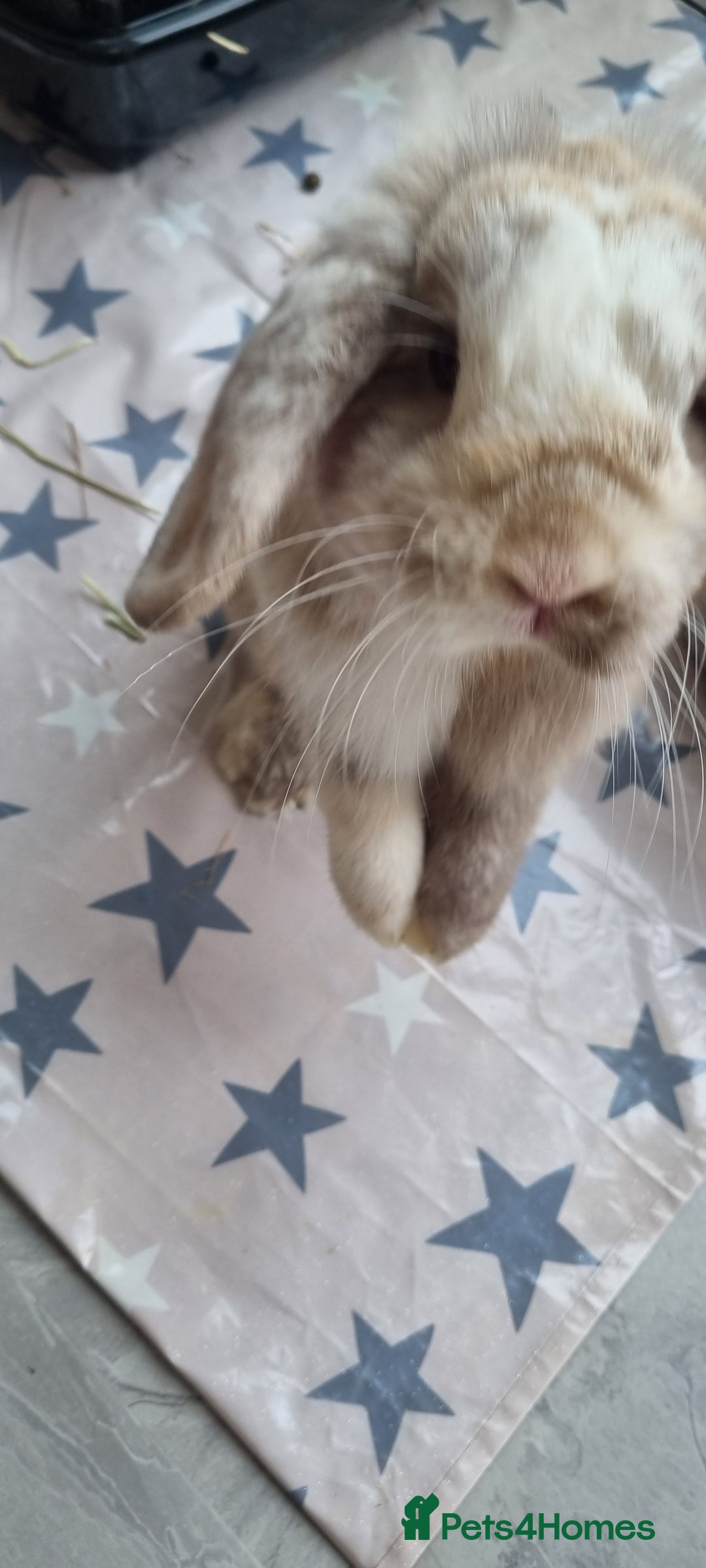 Mini Lop rabbits for sale: Mini Lop looking for a new home  - Image 3