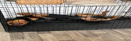 Rottweiler dogs for stud: Gorgeous Rottweiler for Stud in Market Rasen - Advert 4