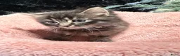 Mixed Breed cats for sale: 🌻Domestic Long-Haired Ready2Go🌻  - Advert 13