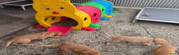 Labrador Retriever dogs for sale: Labrador puppies KC Fully health tested parents  - Advert 7