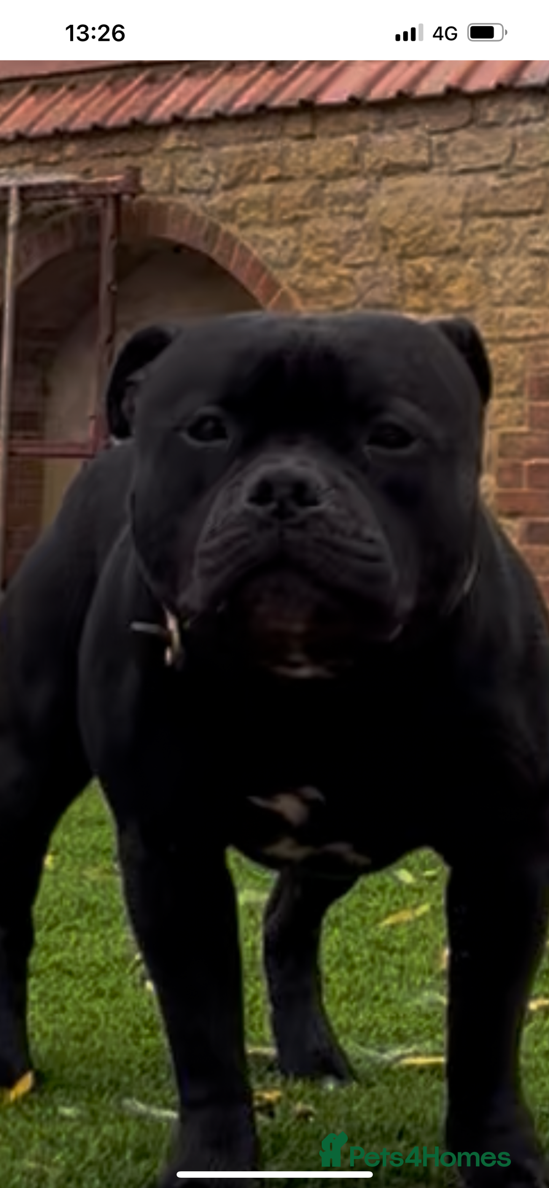 Staffordshire Bull Terrier dogs for sale: Staffordshire Bull Terrier Puppies  - Advert 7