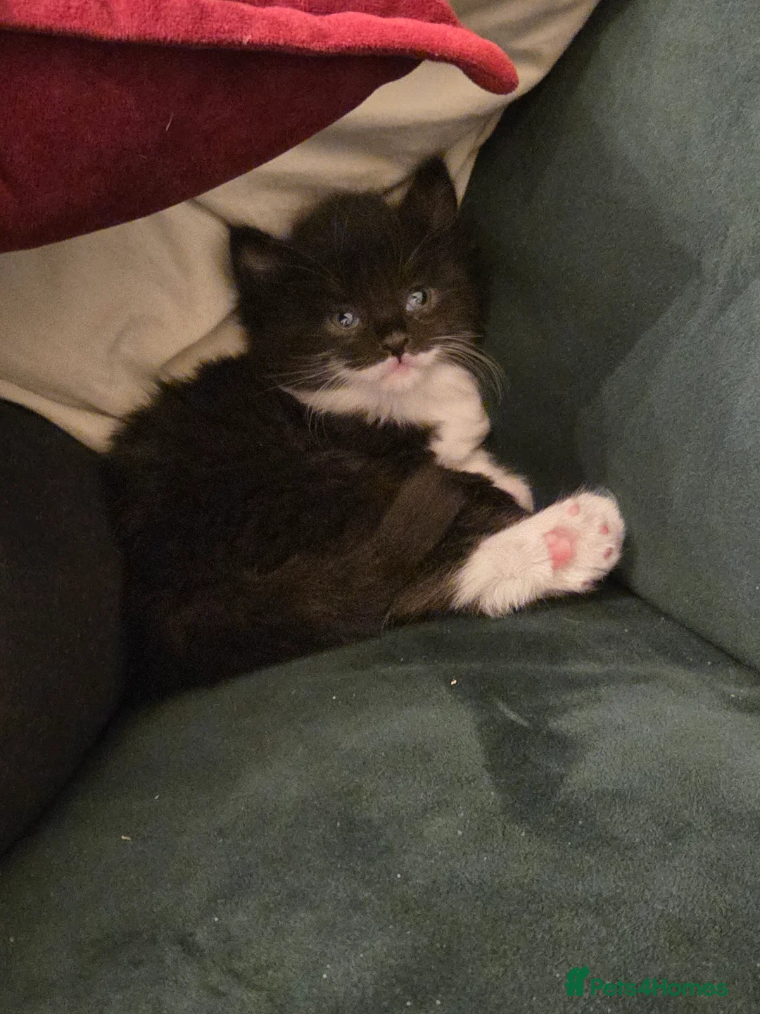 Mixed Breed cats for sale: 4 gorgeous kittens😻😻😻😻 - Advert 2