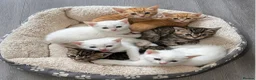 Mixed Breed cats for sale: Beautiful kittens looking for new homes in Basingstoke - Advert 1