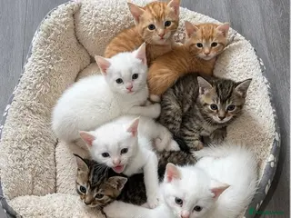 Mixed Breed cats Beautiful kittens looking for new homes - Advert 1