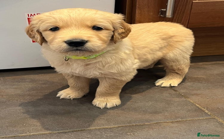 Golden Retriever dogs - Advert 6