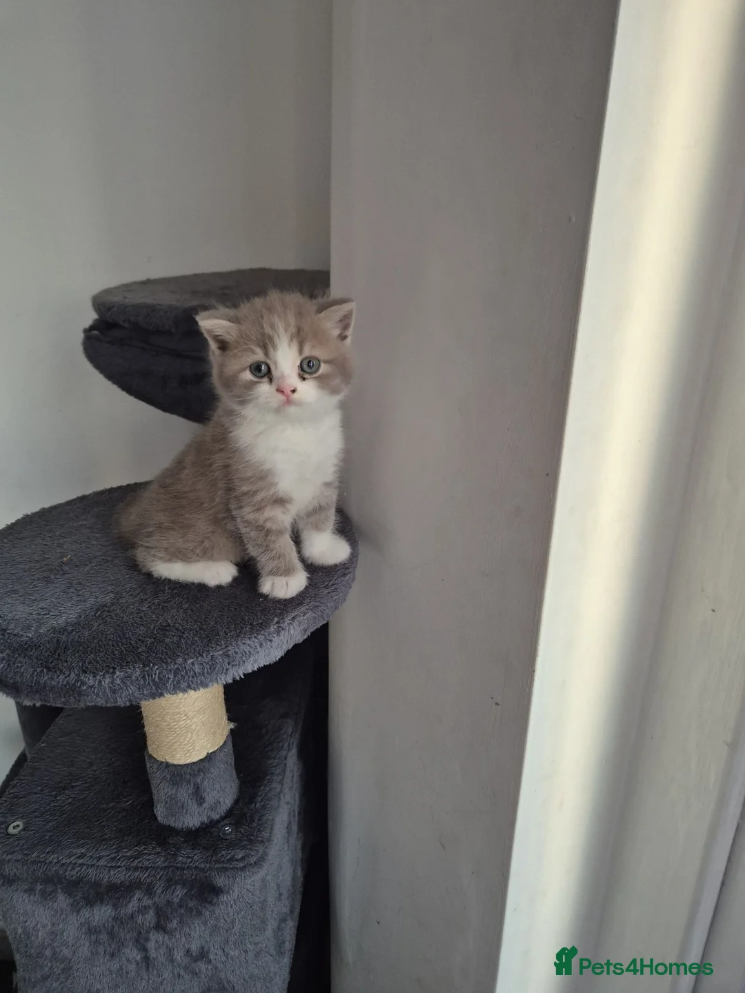 British Shorthair cats for sale: British Shorthairs in Keighley - Advert 2