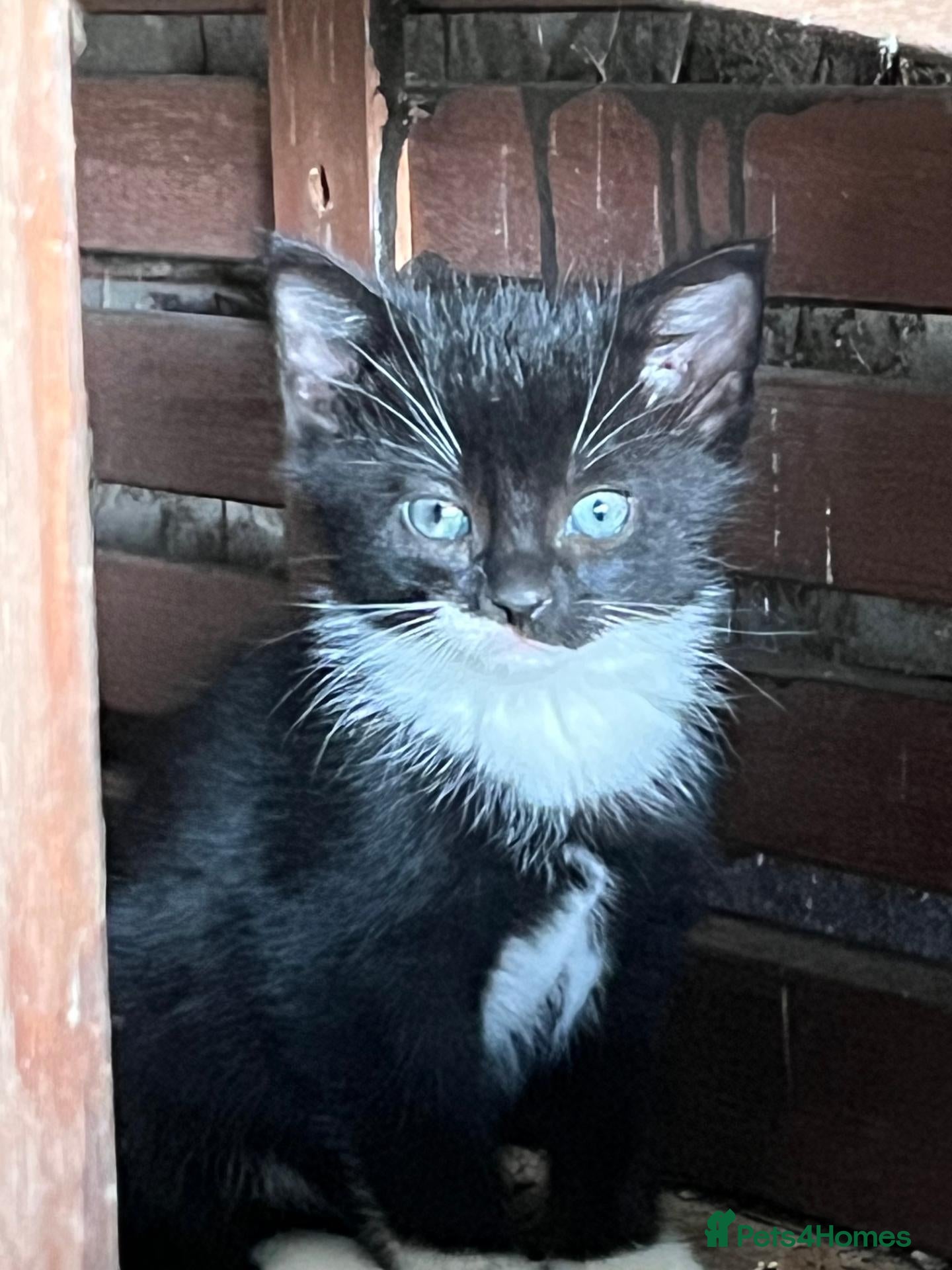 Mixed Breed cats Farm Kittens looking for their forever home. - Advert 13