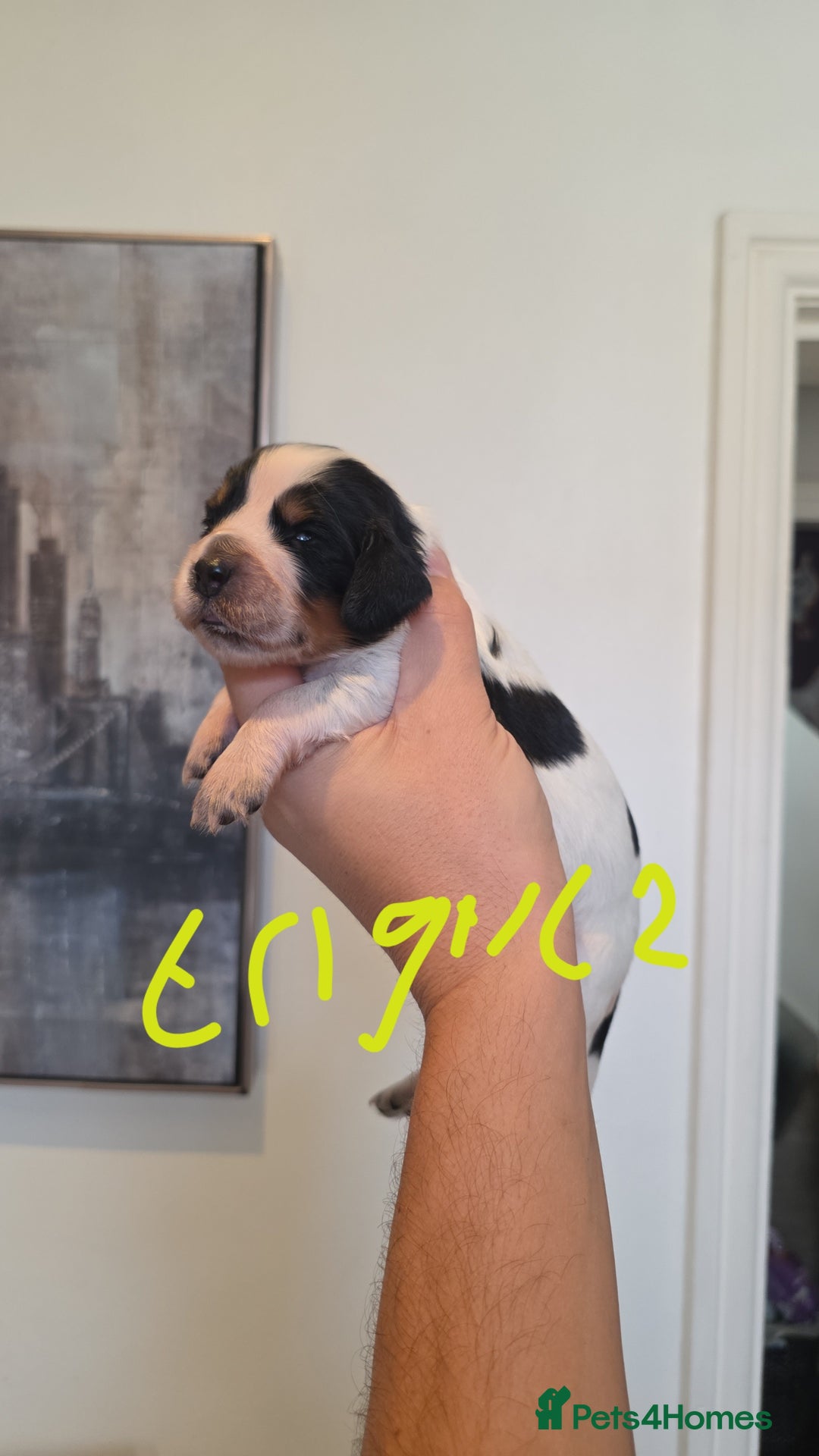 Cocker Spaniel dogs for sale: Kc registered mixed litter - Image 10