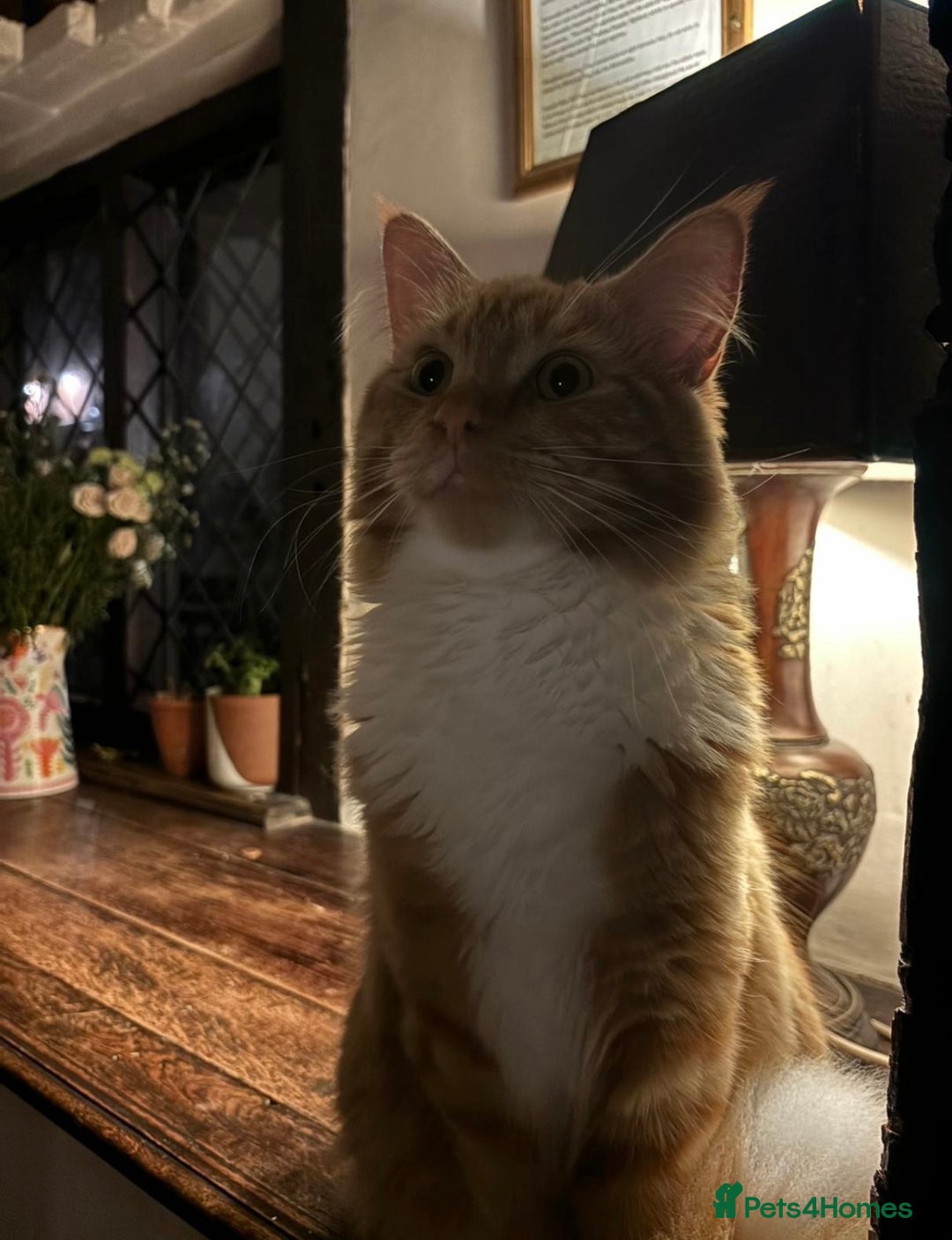 Mixed Breed cats for sale: 2 male kittens  - Advert 11