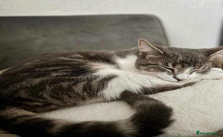 Domestic Shorthair cats - Advert 3