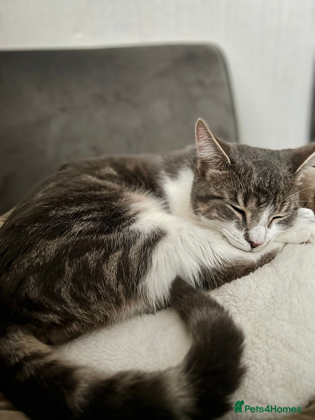 Domestic Shorthair cats for sale: Beautiful Leo  - Image 1