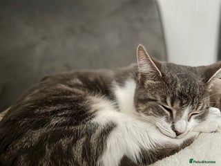 Domestic Shorthair cats - Advert 28