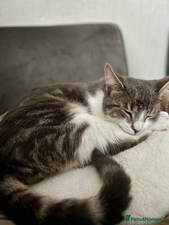 Domestic Shorthair cats - Advert 17