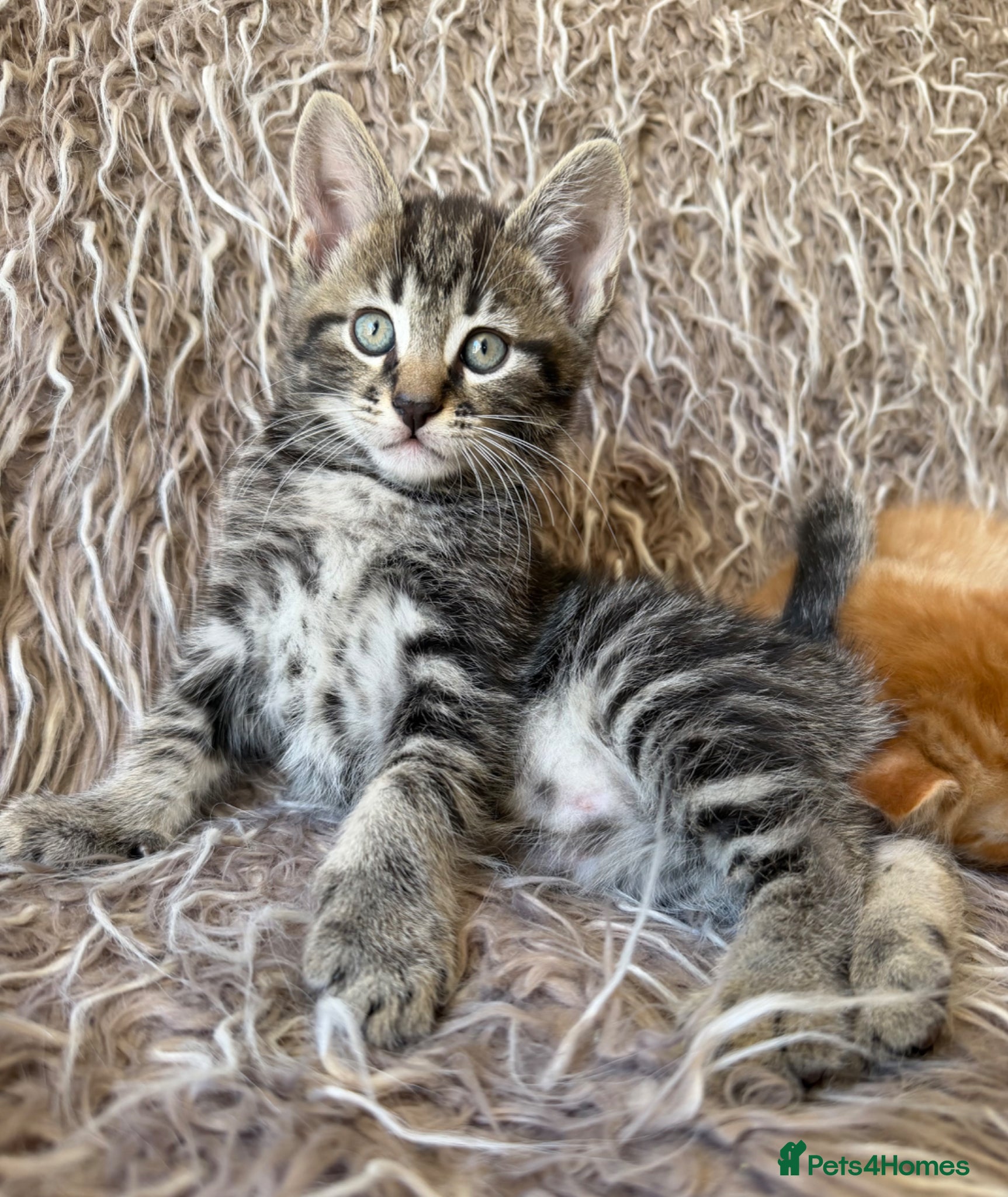 Maine Coon cats Maine Coon x Silver Tabby British Short hair - Advert 4