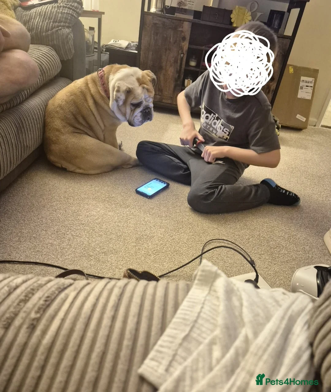 English Bulldog dogs for sale: Meet River our gorgeous 5 year old British Bulldog - Advert 7