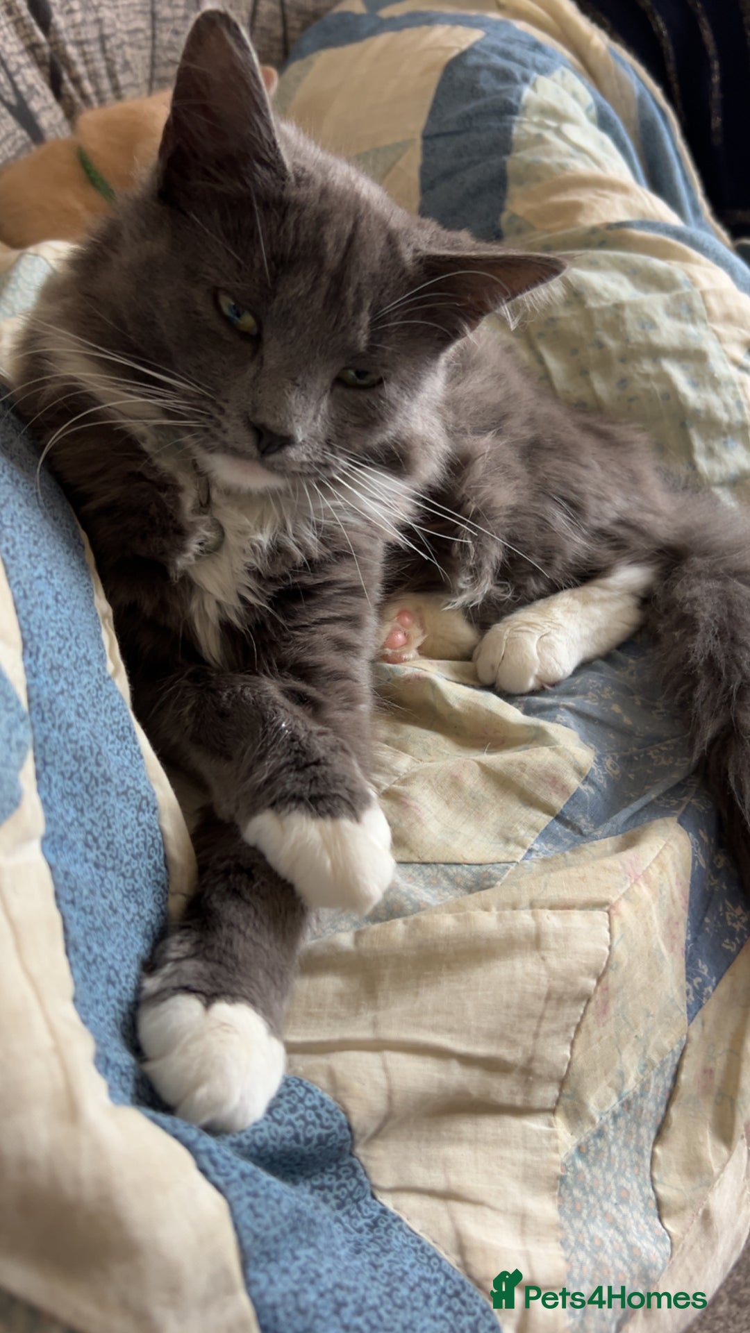 British Longhair cats for sale: X2 7 month old male kittens - Advert 18