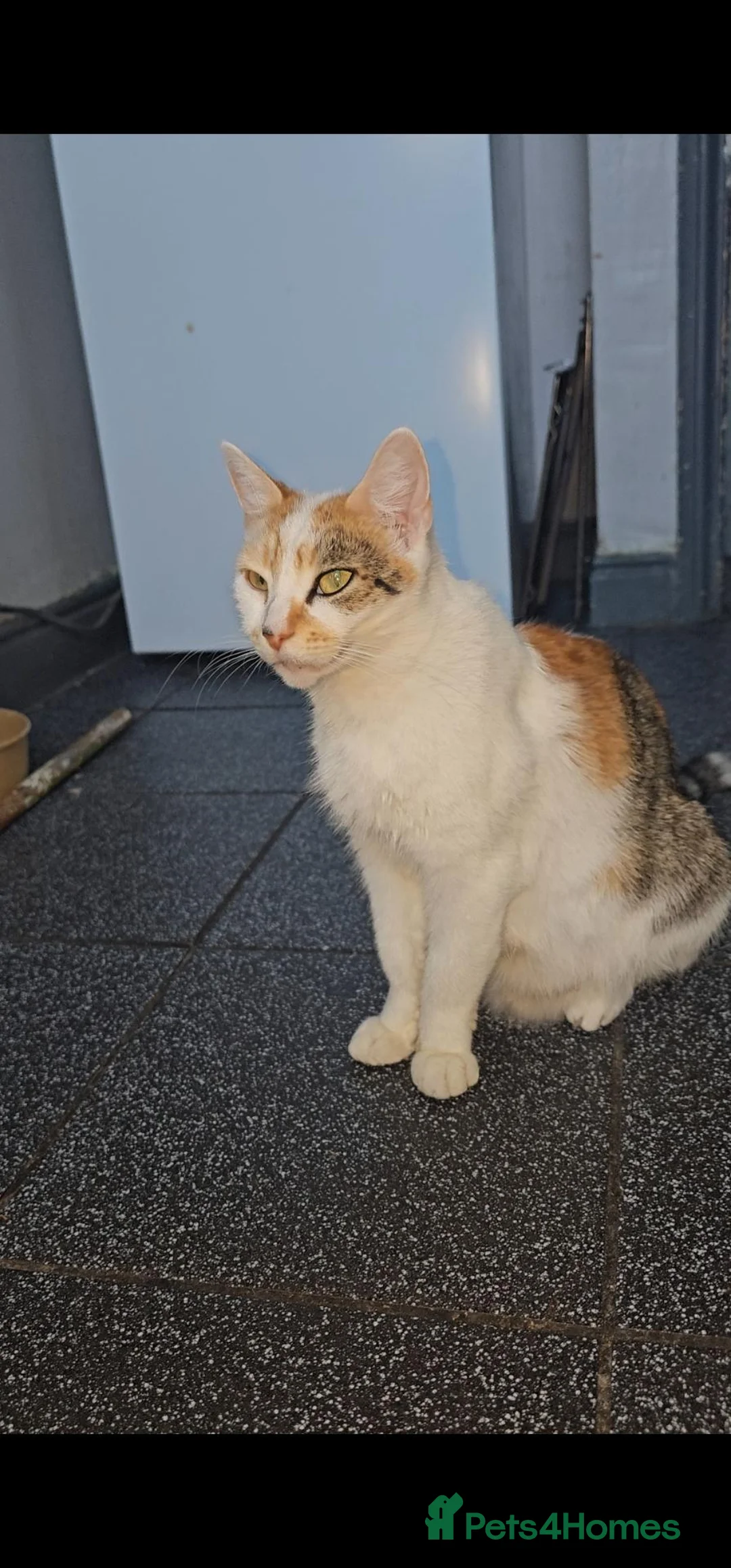 Mixed Breed cats for sale: 1 kiiten available  - Advert 2