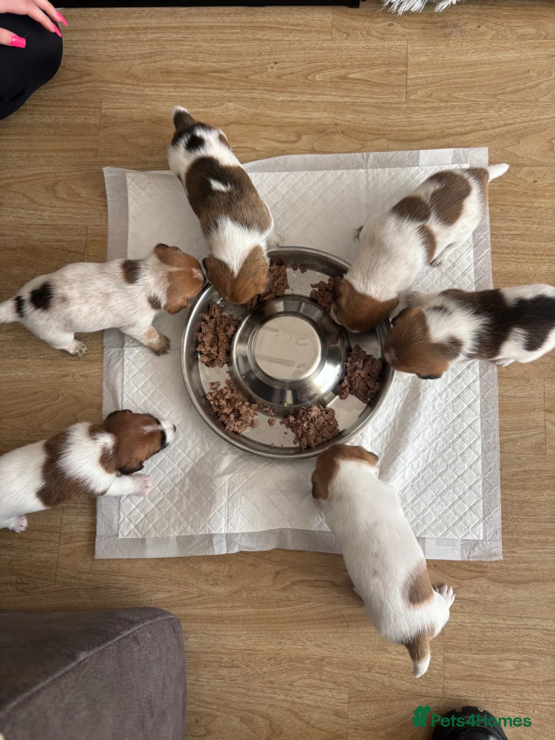 Jack Russell dogs for sale: Jack Russell Puppies - Advert 9