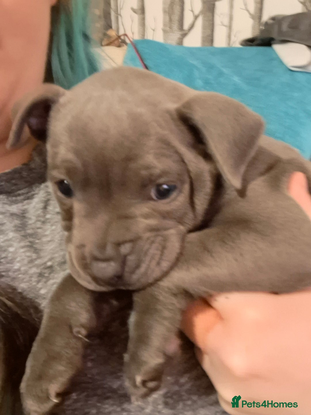 Staffordshire Bull Terrier dogs for sale: Blue Staffordshire Bull Terrier puppies - Advert 18