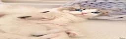 Ragdoll cats for sale: Gorgeous Tica registered Ragdoll  kittens - Advert 13