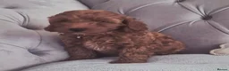 Cavapoo dogs for sale: F1B HEALTH TESTED RUBY CAVERPOOS  - Advert 13
