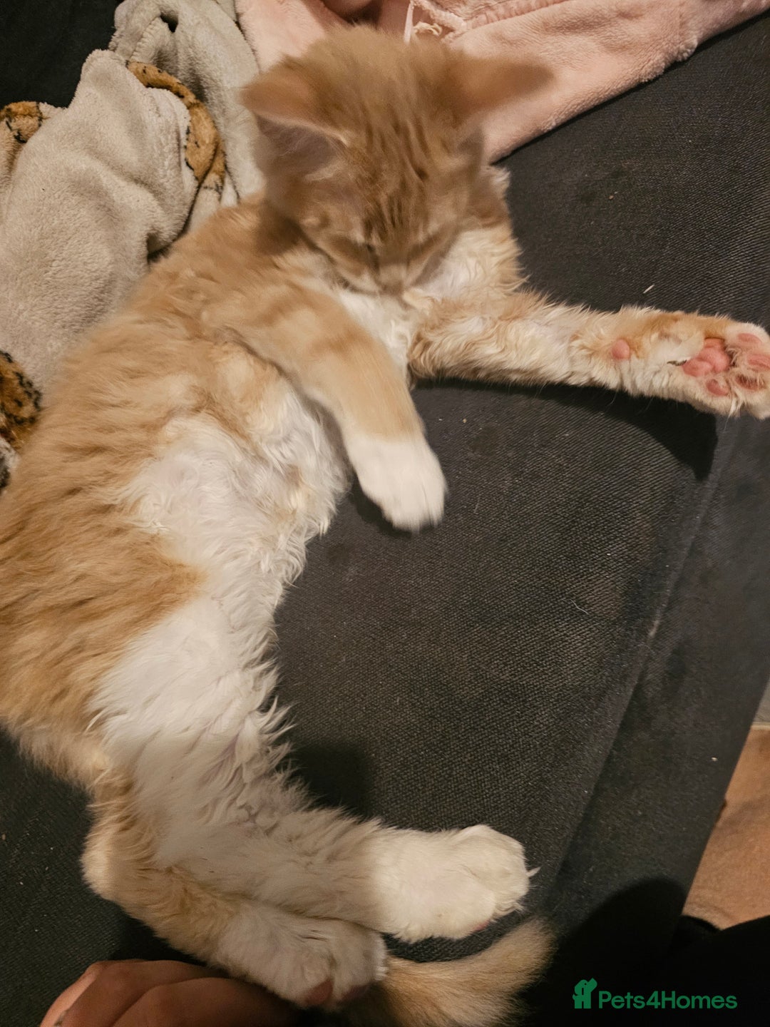 Maine Coon cats for sale: Raya female main coon  - Image 9